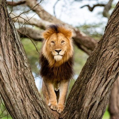 African lion standing in tree