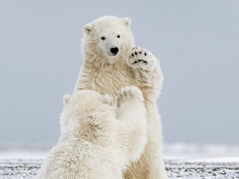 Finally, Polar Bears in Snow!