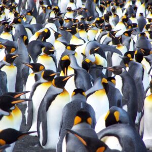 Antarctica King Penguins on photo tour