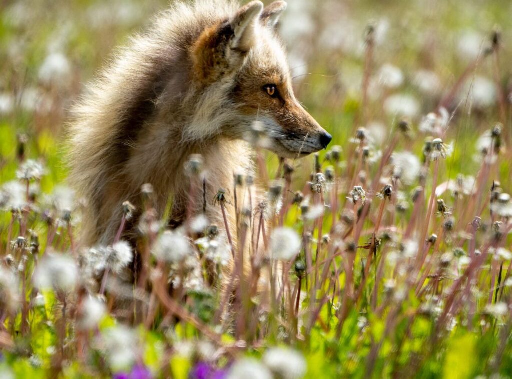 Kodiak red fox in wildflowers Kodiak red fox in wildflowers