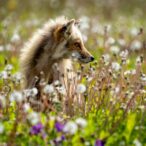 Kodiak red fox in wildflowers