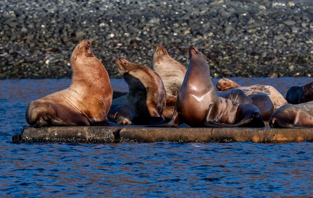 Elephant Seals on spit of rocky land with water all around