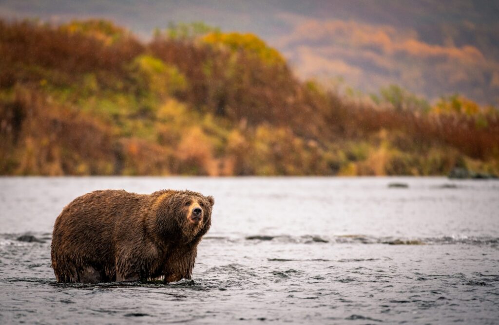 Grizzly bear, fishing in an Alaskan river for salmon