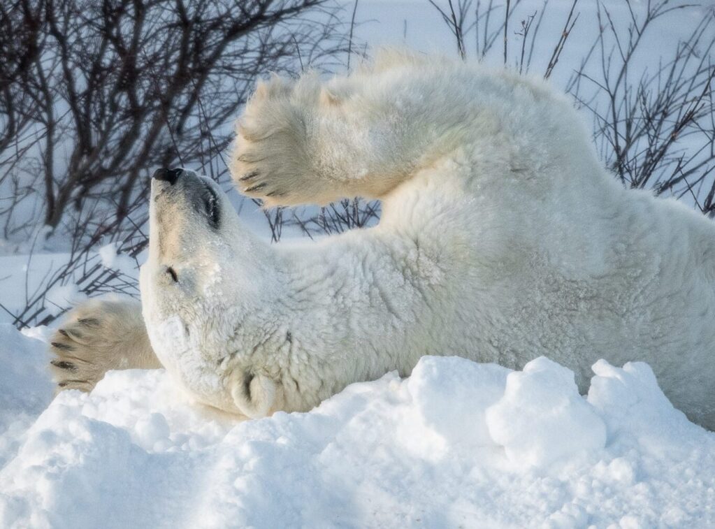 DSC_5388-Edit-3 Adult polar bear playing in snow