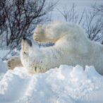 Adult polar bear playing in snow