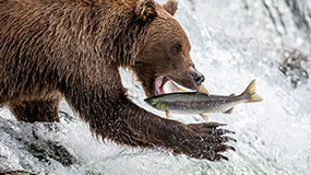 bear catching salmon