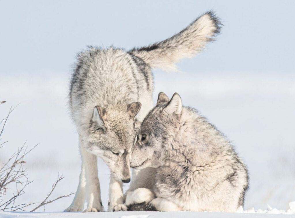gray-wolves-at-nanuk-polar-bear-lodge-jad-davenport Gray wolves at Nanuk Polar Bear Lodge