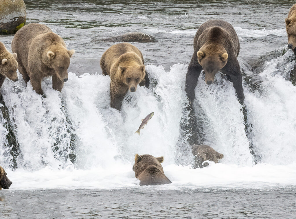 3L6A7704-Edit-3 Bears catching salmon at falls