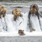 Bears catching salmon at falls