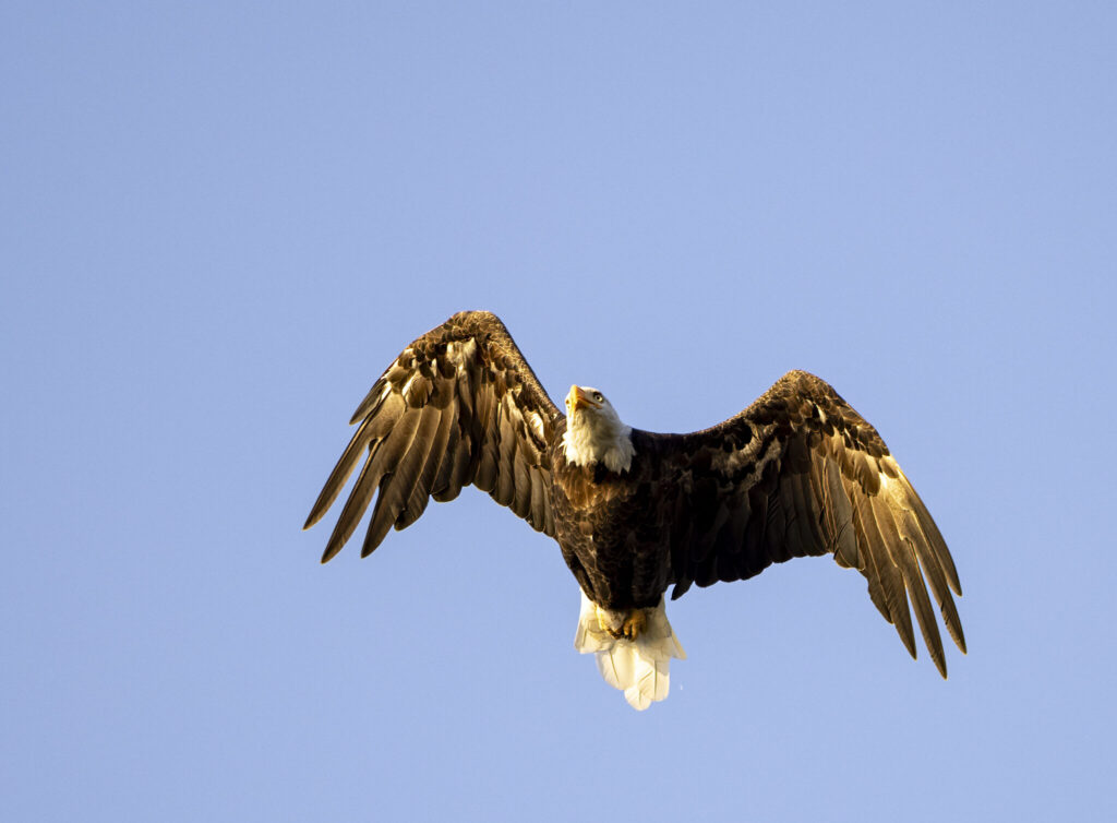 A Bald Eagle against a blue sky.