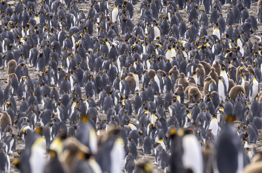 Tons of penguins