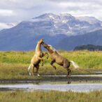 Wild stallions fighting with mountains in the background