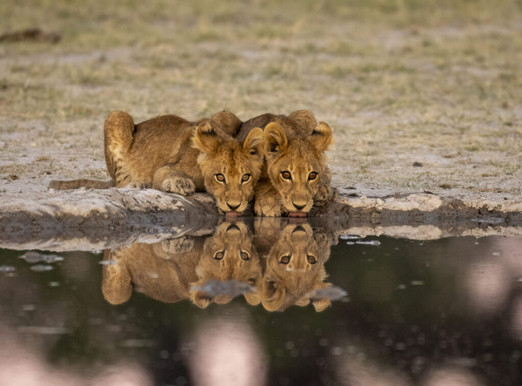 2025 Okavango Delta Wildlife Immersion