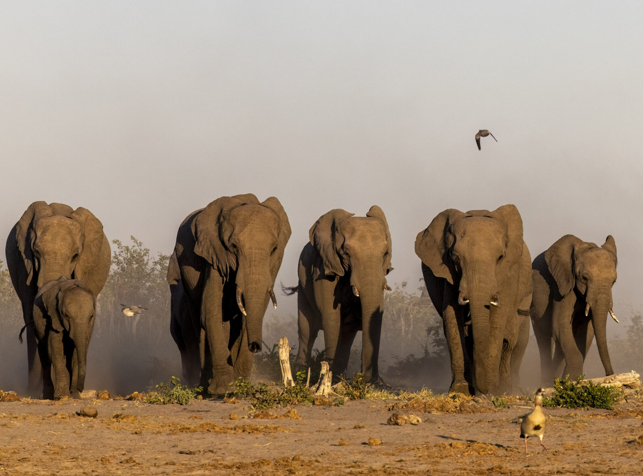 2026 Okavango Delta Wildlife Immersion • Wild Departures Wildlife Photo