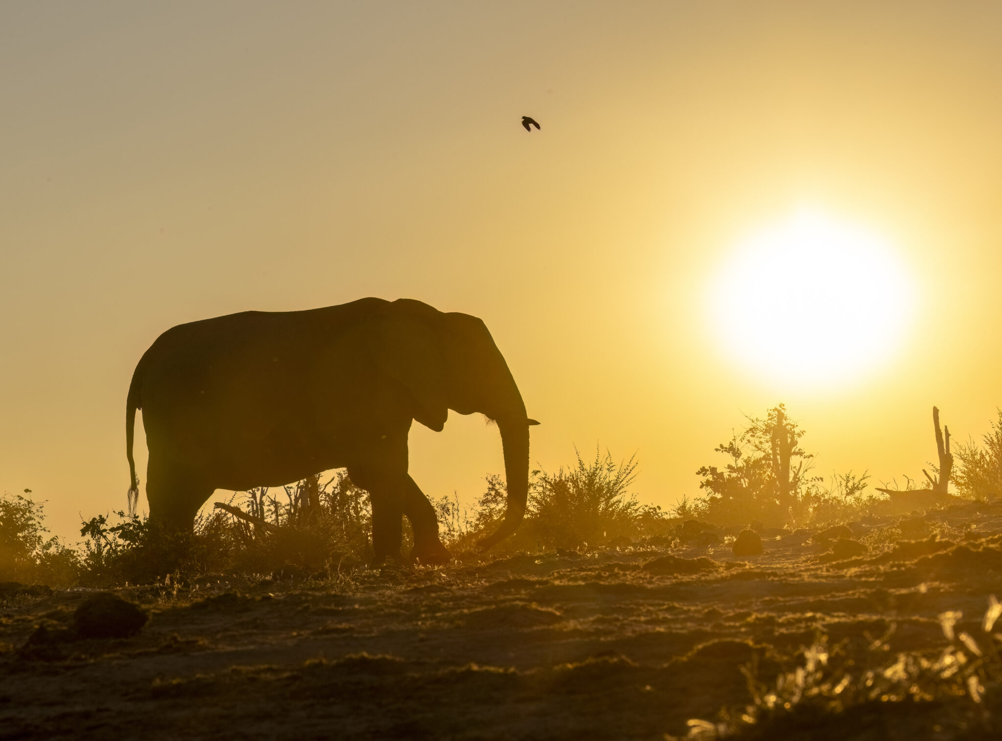 2026 Okavango Delta Wildlife Immersion • Wild Departures Wildlife Photo