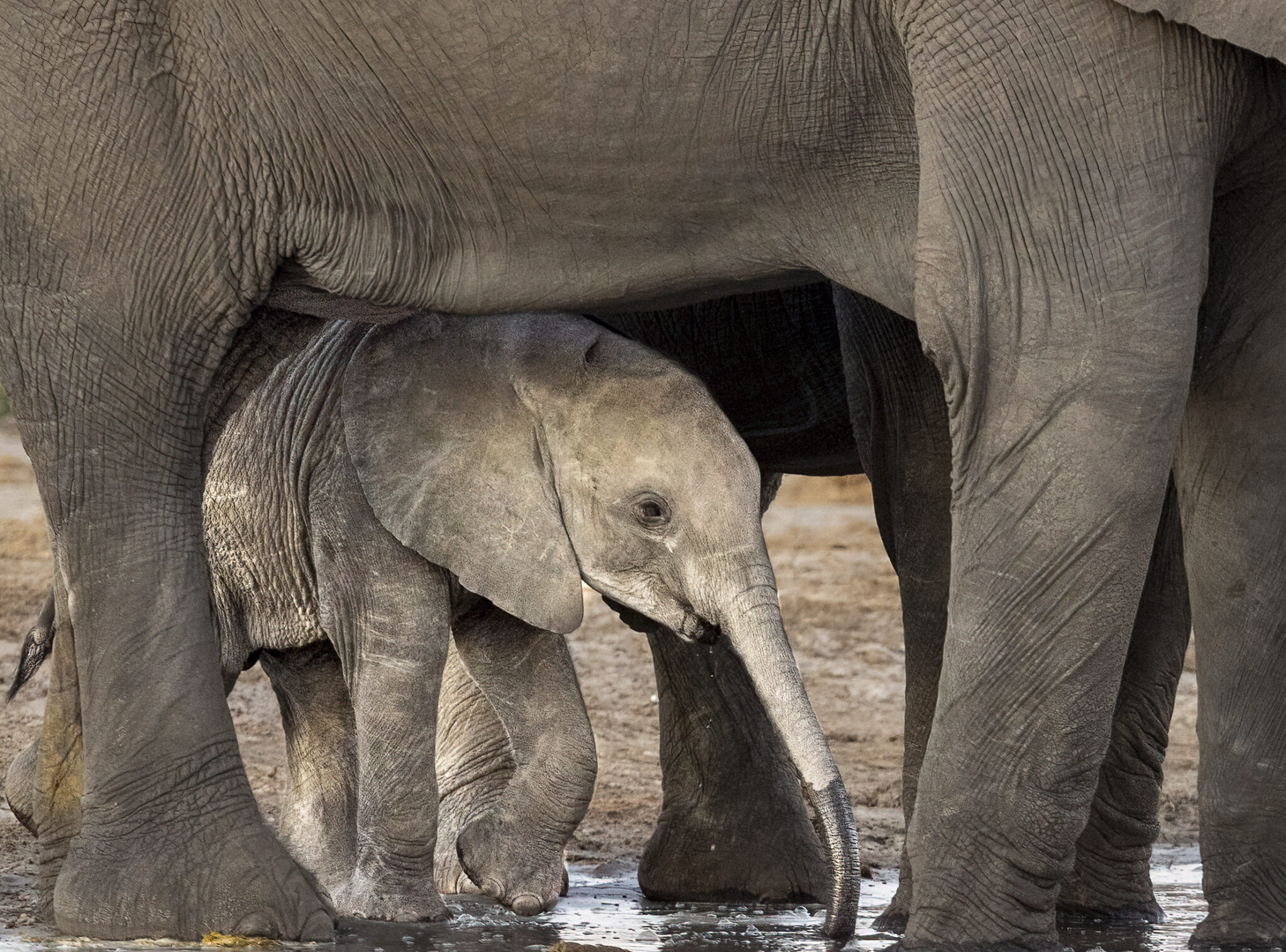 2026 Okavango Delta Wildlife Immersion • Wild Departures Wildlife Photo