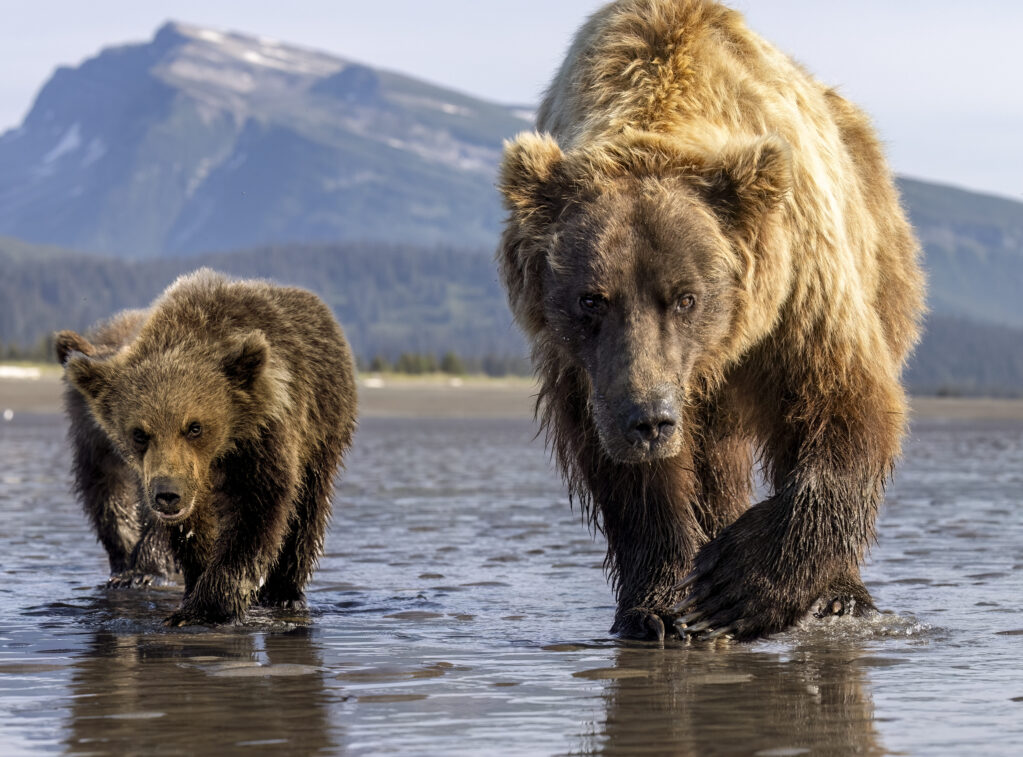 _53A5923-Edit-Edit-6 Mother and cub walking through surf