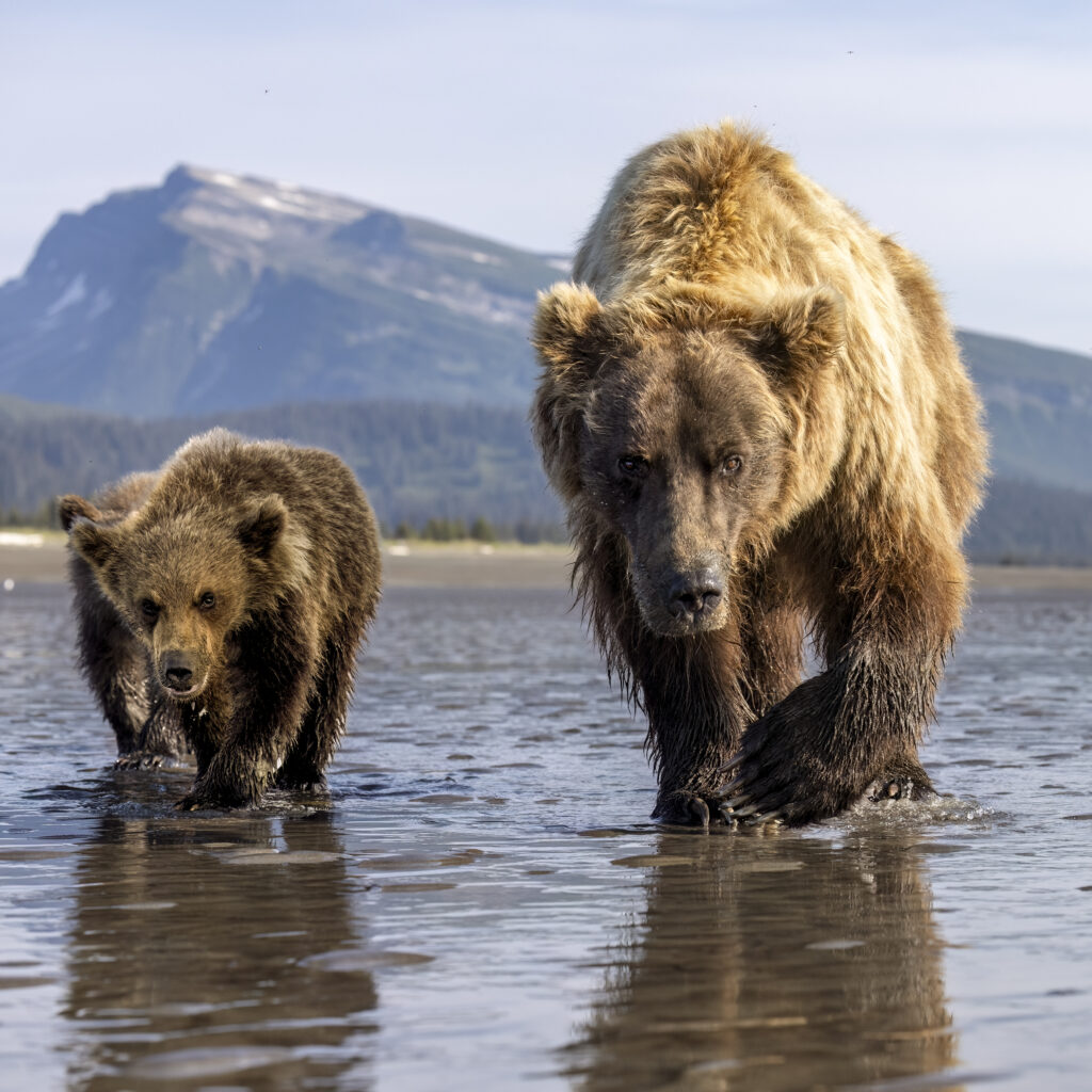 Mother and cub walking through surf