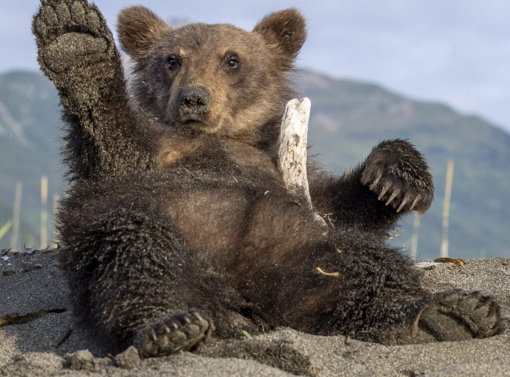 Bear cub on sandy beach with stick