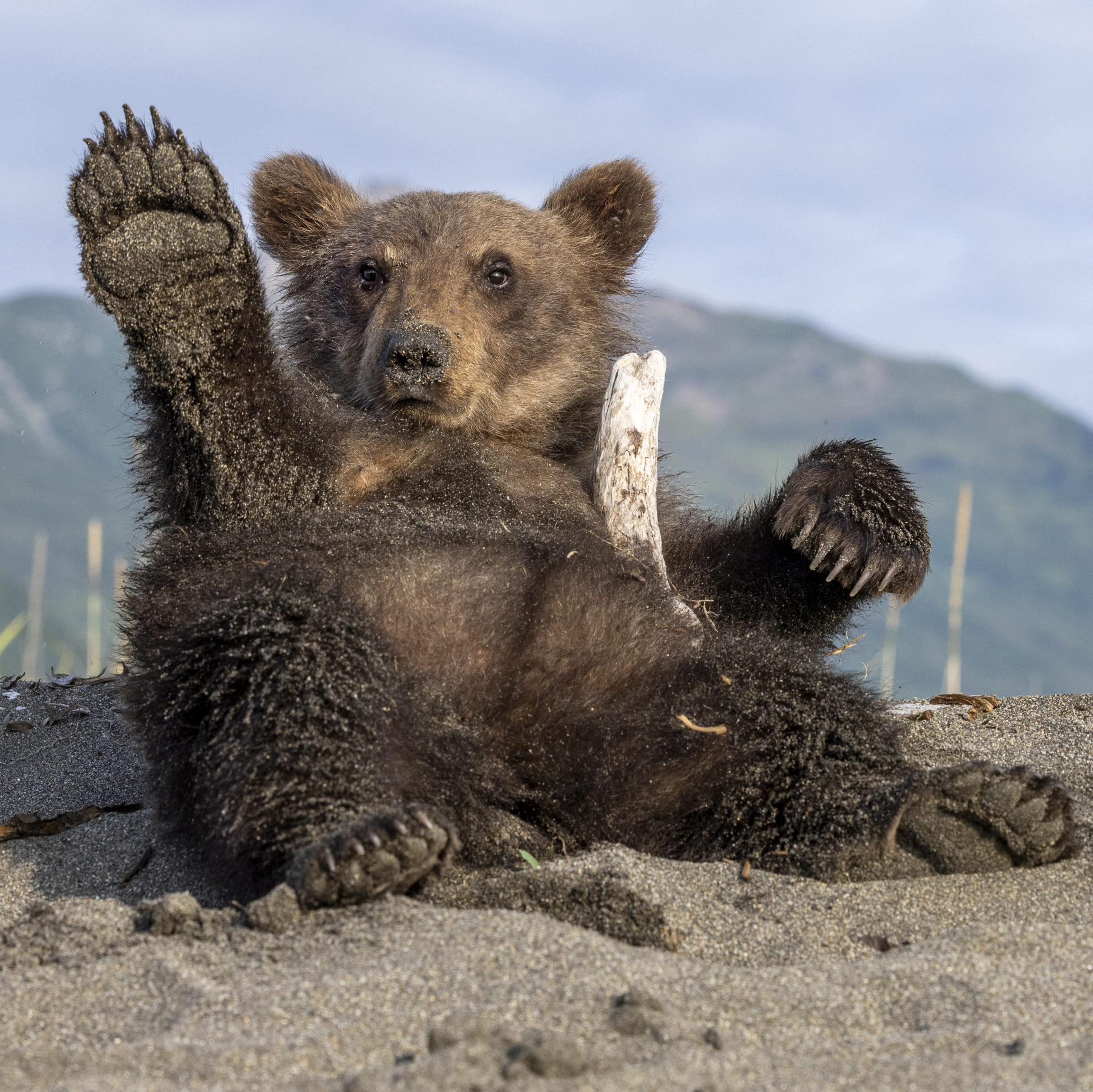 Bear cub on sandy beach with stick