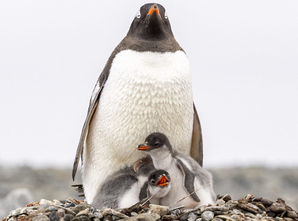 Penguin with chicks