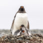 Penguin with chicks