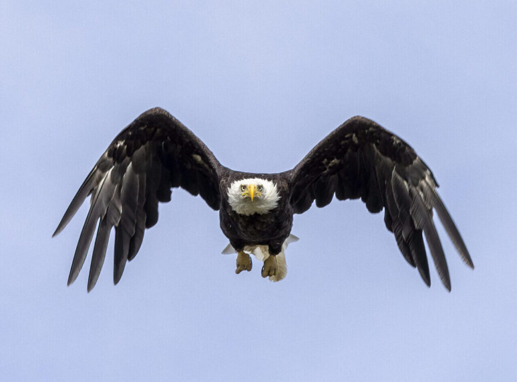 Bald eagle in Lake Clark Alaska Bald eagle in Lake Clark Alaska