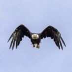 Bald eagle in Lake Clark Alaska