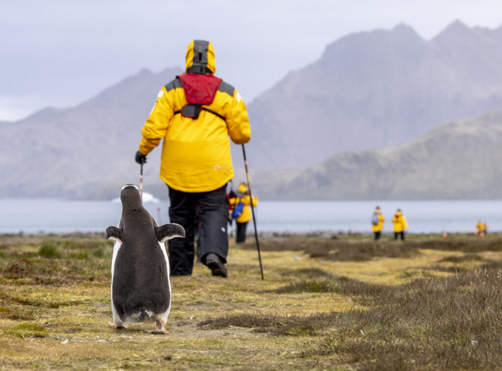 _53A8630-8 Person walking with penguin