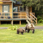 Mother and cub bear outside lodge cabin