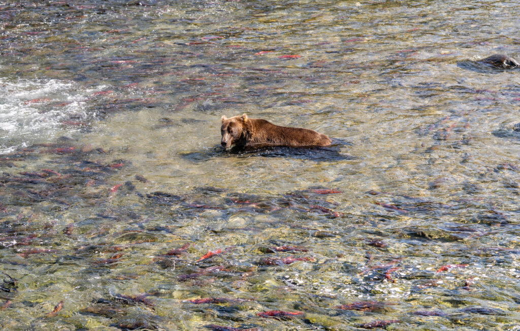 Grizzly Bears Fishing For Salmon In Clear Waters At Brooks Falls In Katmai National Park, Alaska