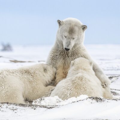 Mother polar bear nursing cubs.