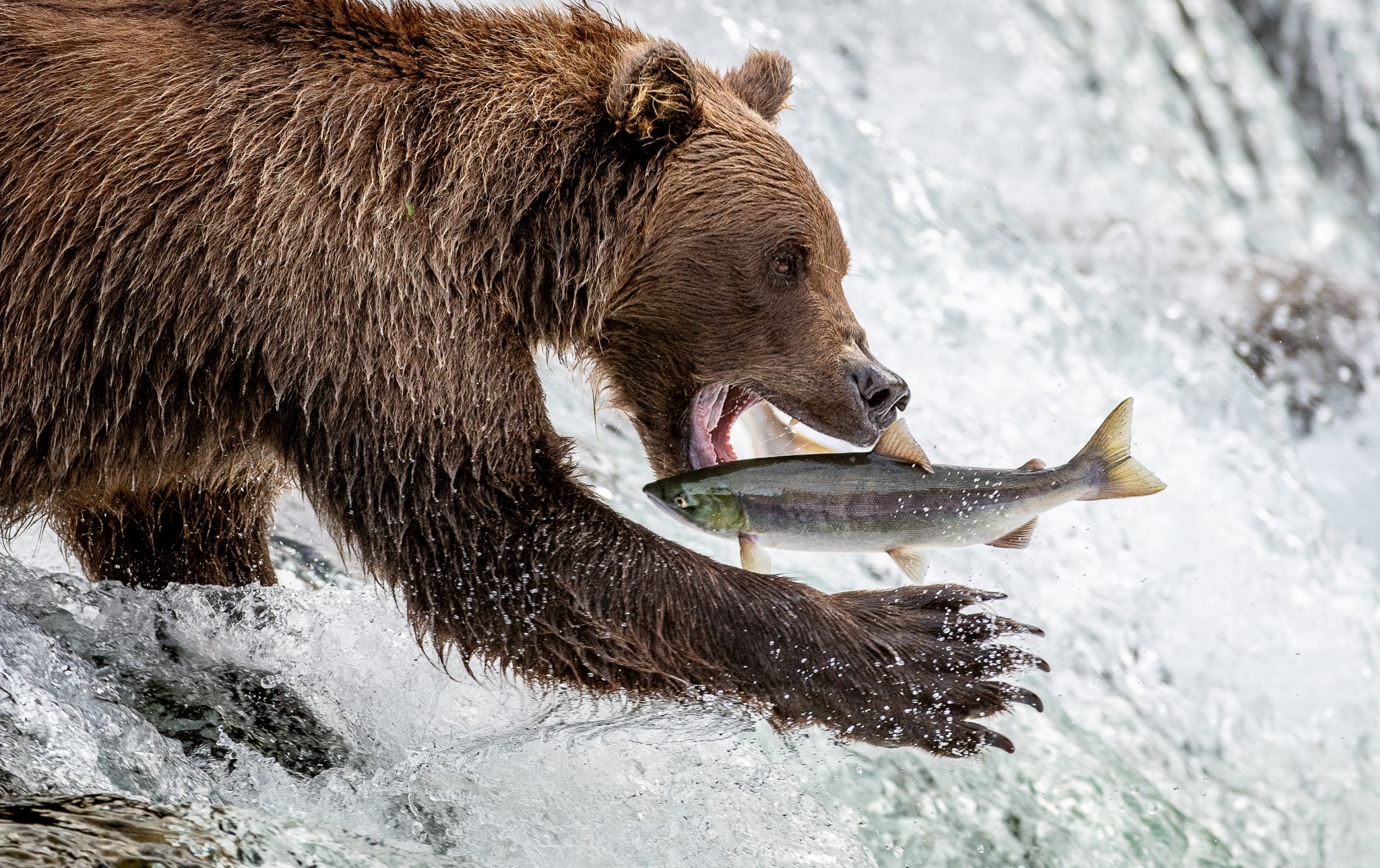 Brown bear grabbing a salmon in a whitewater stream