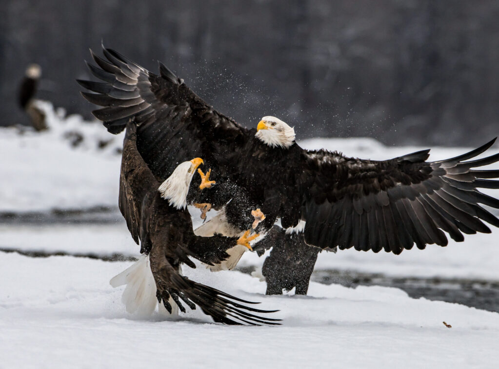 DSC_2894-1 Dsc 2894 1