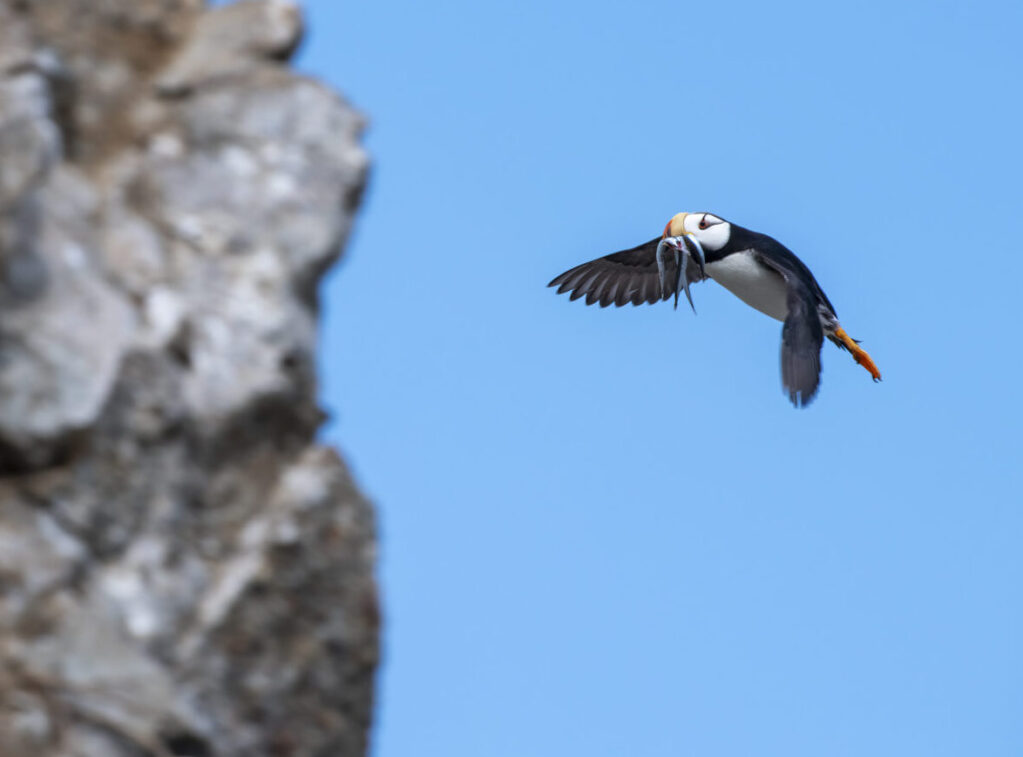 Puffins flying and roosting and catching sand eels in Lake Clark, Alaska Puffins flying and roosting and catching sand eels in Lake Clark, Alaska