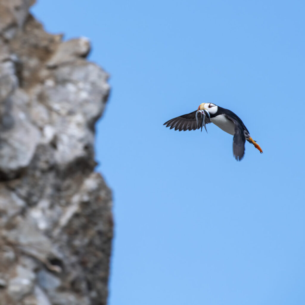 Puffins Flying And Roosting And Catching Sand Eels In Lake Clark, Alaska