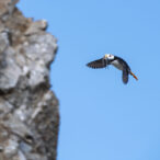 Puffins flying and roosting and catching sand eels in Lake Clark, Alaska