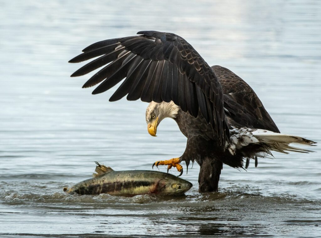 2025 Alaska Bald Eagle Immersion