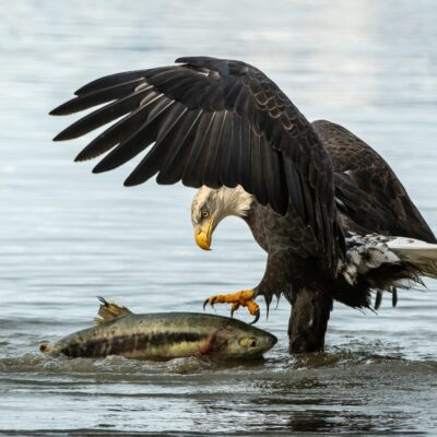 2025 Alaska Bald Eagle Immersion