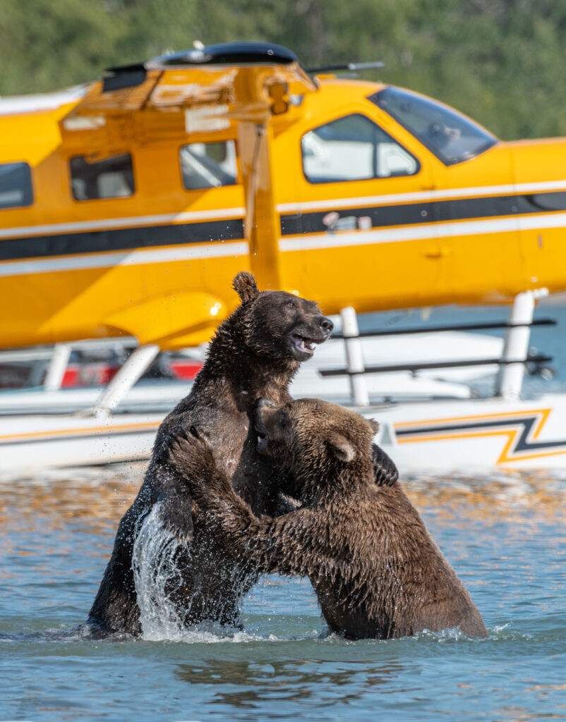 Grizzly Bears Play And Fish In The Water At Brooks Falls In Katmai National Park, Alaska.