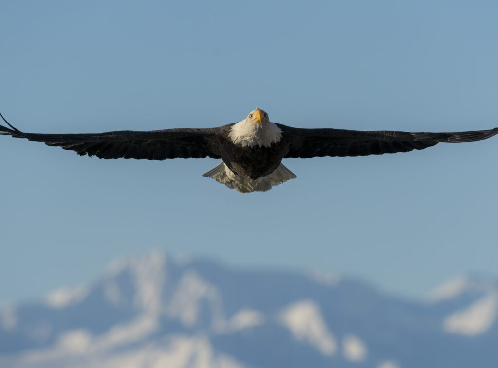 DSC_8104-Edit-4 Dsc 8104 Edit 4