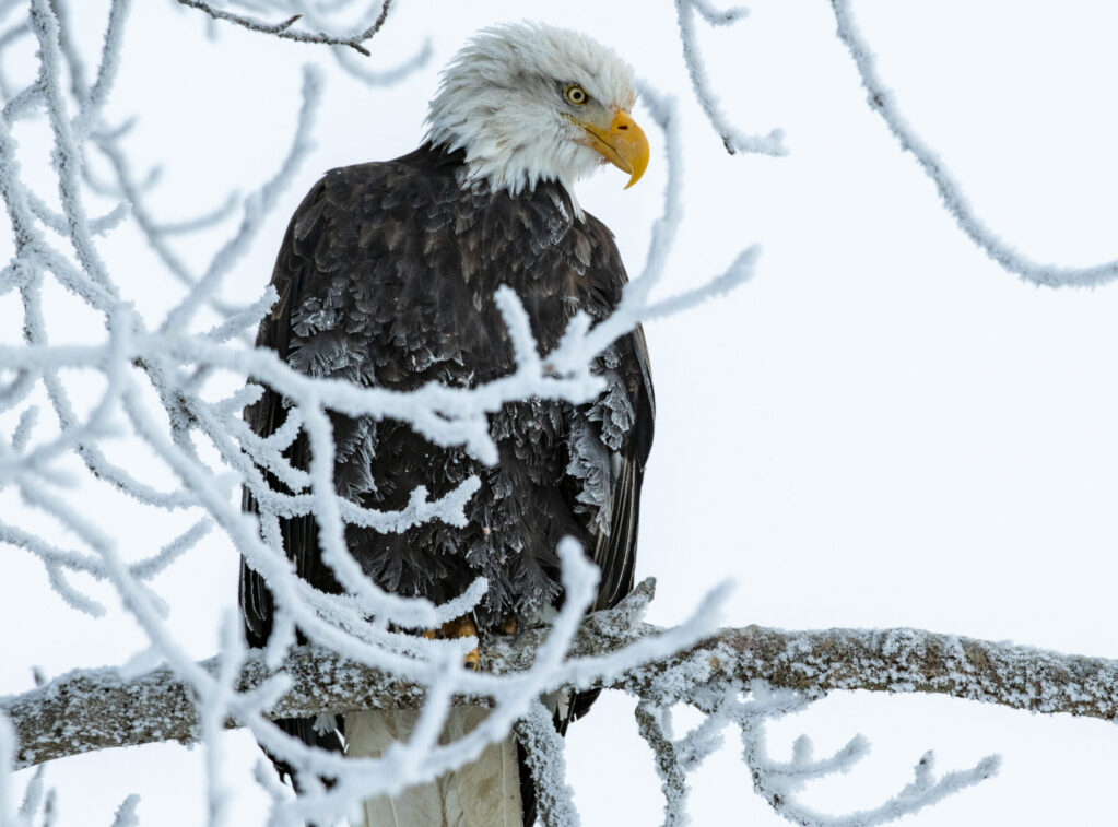 DSC_8412-1 Dsc 8412 1