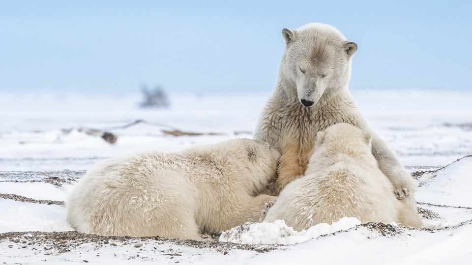 Polar bear female nursing young cubs.