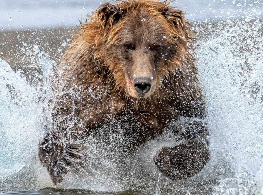 Bear chasing salmon in river.