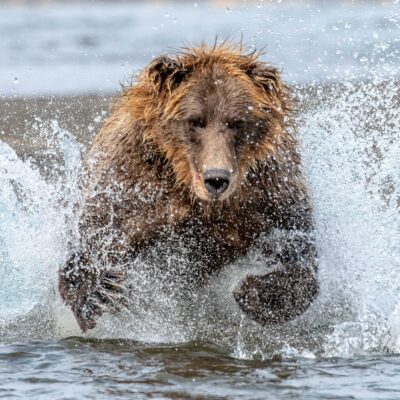 Bear chasing salmon in river.