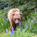 Adult bear walking through purple lupine flowers