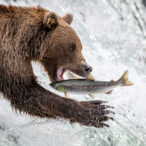 Katmai brown bear catching salmon at Brooks Falls.