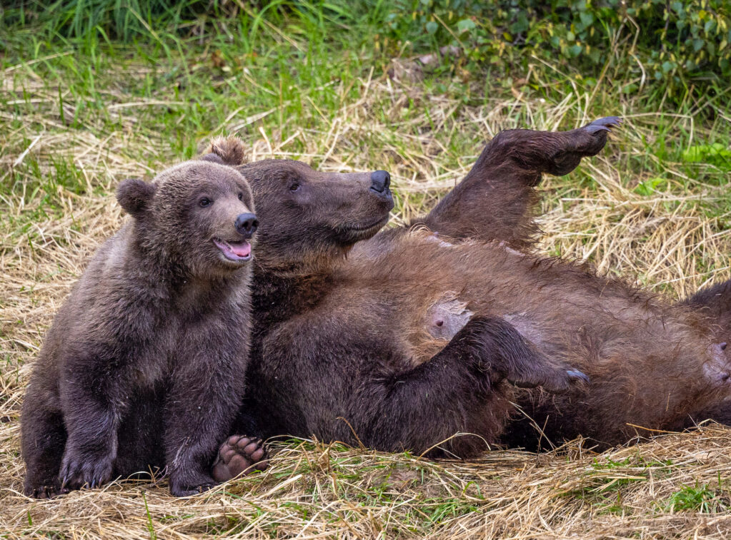 _53A5054-2-2 53a5054 2 2