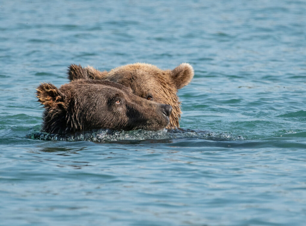 Grizzly bears play and fish in the water at Brooks Falls in Katmai National Park, Alaska. Grizzly Bears Play And Fish In The Water At Brooks Falls In Katmai National Park, Alaska.