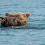 Grizzly Bears Play And Fish In The Water At Brooks Falls In Katmai National Park, Alaska.